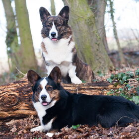 Hondenfoto van Nathalie, Harley & Mr. Deeks