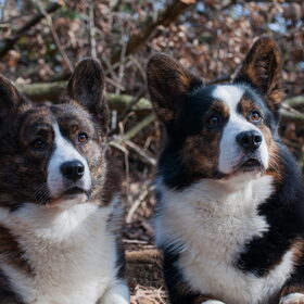 Hondenfoto van Nathalie, Harley & Mr. Deeks