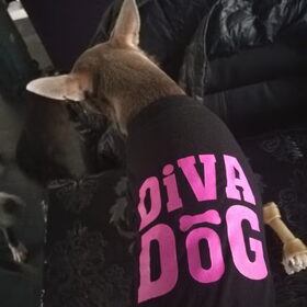 Met recht onze diva