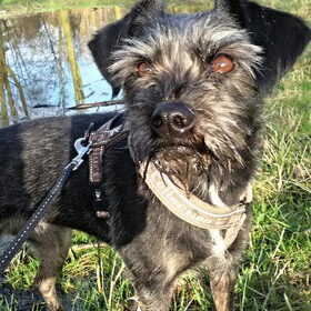 Hondenfoto van Ciska en Spanjaardje Moh (Bambi r.i.p.)