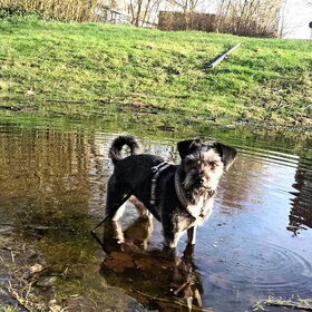 Hondenfoto van Ciska en Spanjaardje Moh (Bambi r.i.p.)