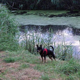 Balou
