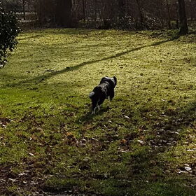Hondenfoto van Lucia, Lizzy & Ziva