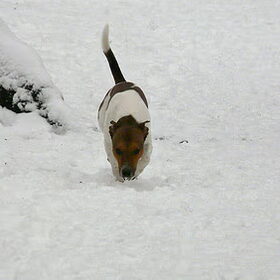 snuf snuf in de sneeuw..