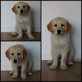 Hondenfoto van Fresta & Link