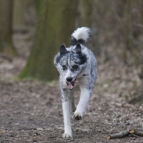 Hondenfoto van Angelique; Bruno, Charlie & Fenna  