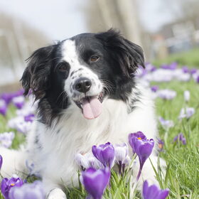 Hondenfoto van Angelique; Bruno, Charlie & Fenna  