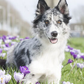 Hondenfoto van Angelique; Bruno, Charlie & Fenna  