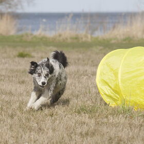 Hondenfoto van Angelique; Bruno, Charlie & Fenna  