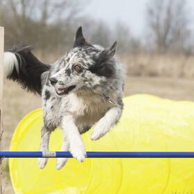 Hondenfoto van Angelique; Bruno, Charlie & Fenna  