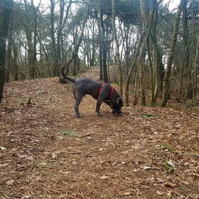 17-3 een lekkere wandeling gemaakt door de bossen