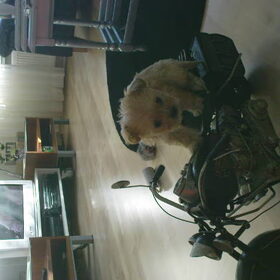 dit is luci toen ze 12 weken was . wij rijden zelf ook motor.