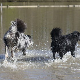 Hondenfoto van Angelique; Bruno, Charlie & Fenna  