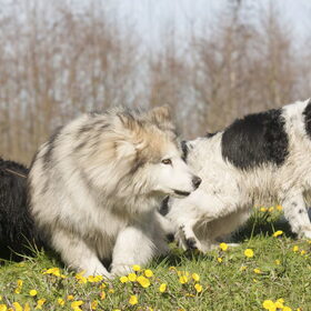 Hondenfoto van Angelique; Bruno, Charlie & Fenna  