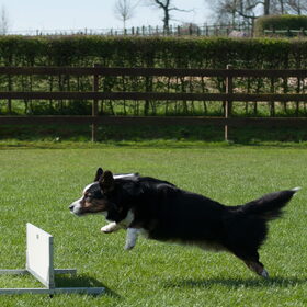 Hondenfoto van Nathalie, Harley & Mr. Deeks