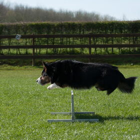Hondenfoto van Nathalie, Harley & Mr. Deeks