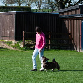 Hondenfoto van Nathalie, Harley & Mr. Deeks