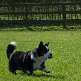 Hondenfoto van Nathalie, Harley & Mr. Deeks
