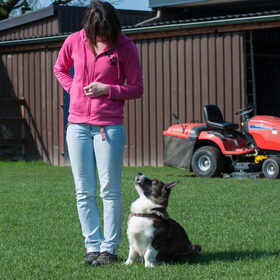 Hondenfoto van Nathalie, Harley & Mr. Deeks