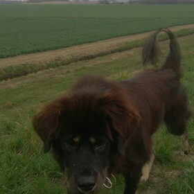 Hondenfoto van Kimmz en Lizaaaa