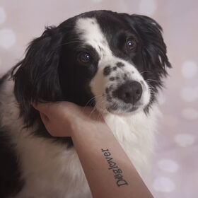 Hondenfoto van Angelique; Bruno, Charlie & Fenna  