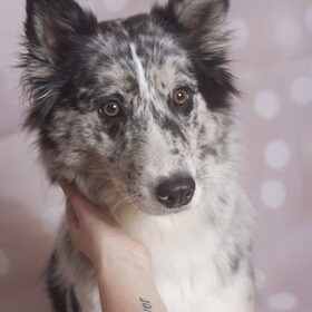 Hondenfoto van Angelique; Bruno, Charlie & Fenna  