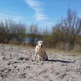 Hondenfoto van laura   Diva&Nova