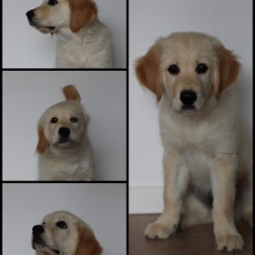 Hondenfoto van Fresta & Link
