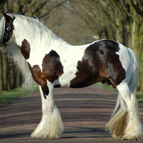 Hondenfoto van Lisanne, Misha, Tessa&Arrow