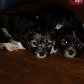 Sproet & Tommie (pups van sasha)
