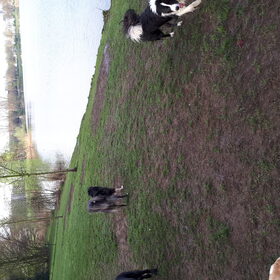 Hondenfoto van carla en Buddy 