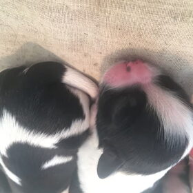 Hondenfoto van Sil