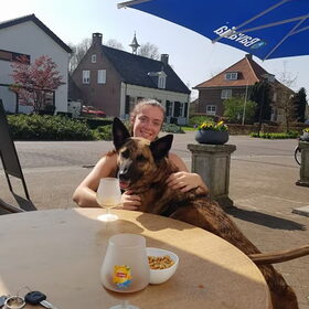 Hondenfoto van Dutchshepherdteam 