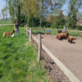 Hondenfoto van Dutchshepherdteam 