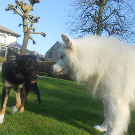 Hondenfoto van Team Black & White