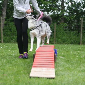 Hondenfoto van Angelique; Bruno, Charlie & Fenna  