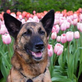 Hondenfoto van Dutchshepherdteam 