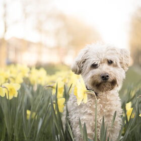 Bloemen :)