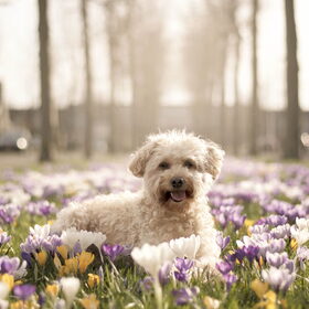 Lente 2017