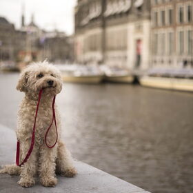 Binky in Amsterdam. Riem is van Paws R Us.