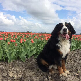 Hondenfoto van Ilse met haar schatjes: Binny & Stoetel
