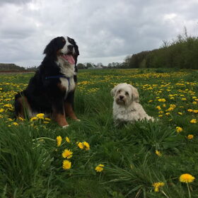 Hondenfoto van Ilse met haar schatjes: Binny & Stoetel