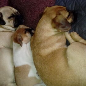 Hondenfoto van Nori met Chewy, Ayla, Leiah & Mace