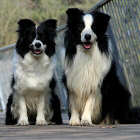 Hondenfoto van Shauni  *Sky~Jinx~Sansa~Hypno*