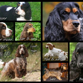 Cocker galore 2