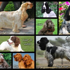 Cocker galore 1