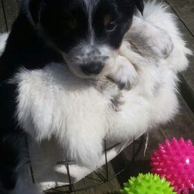 Hondenfoto van Angelique, Kleine Maybe en Tess <3
