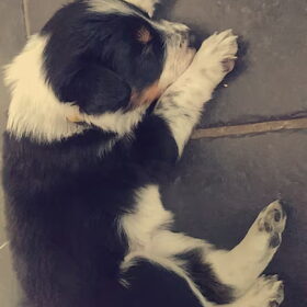 Hondenfoto van Angelique, Kleine Maybe en Tess <3