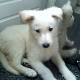 Dit is Angel