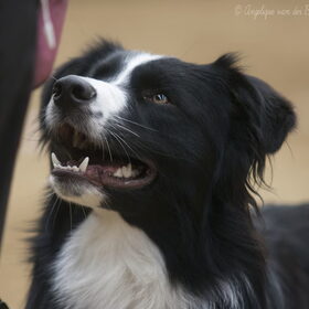 Hondenfoto van Angelique; Bruno, Charlie & Fenna  